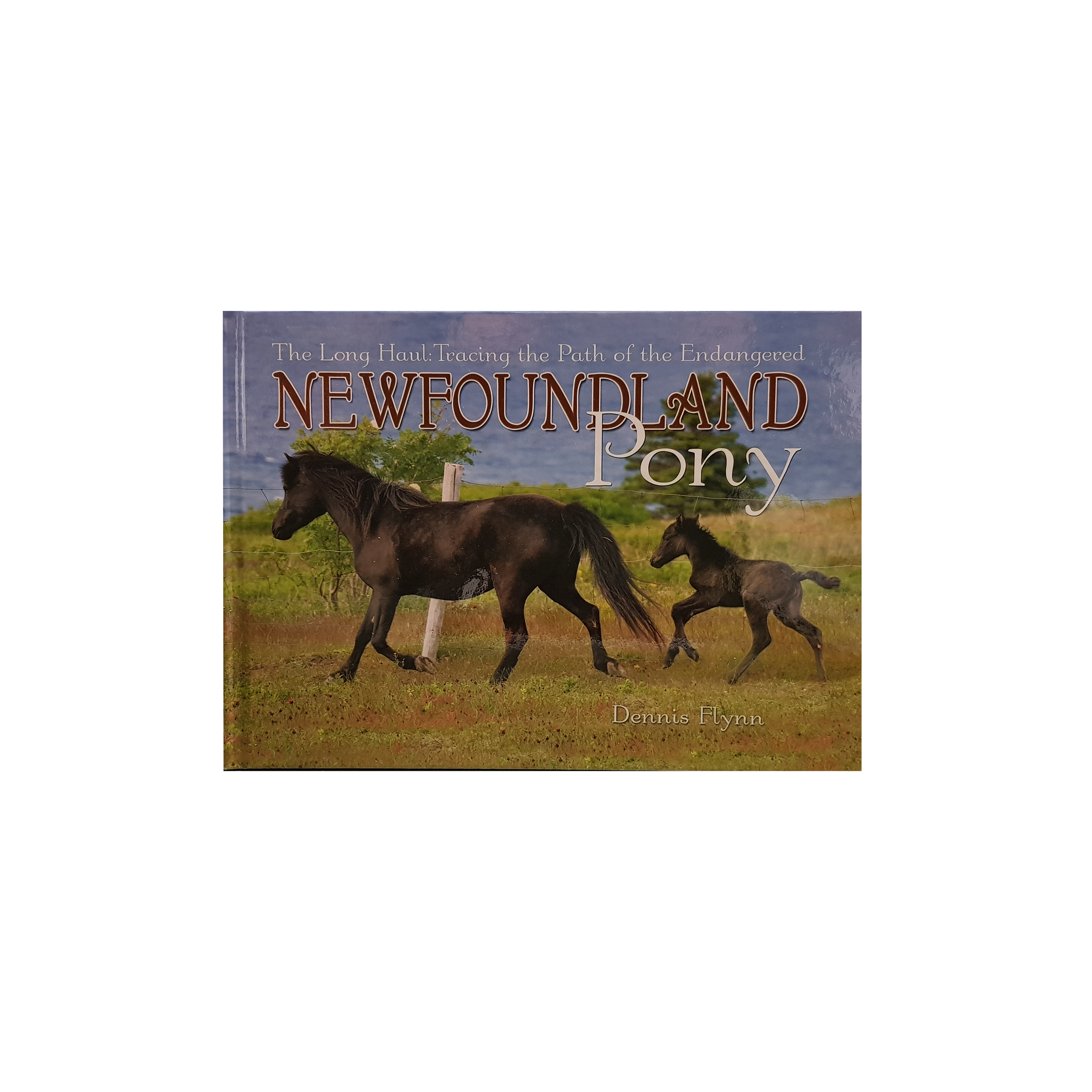 The Long Haul: Tracing the path of the Endangered Newfoundland Pony