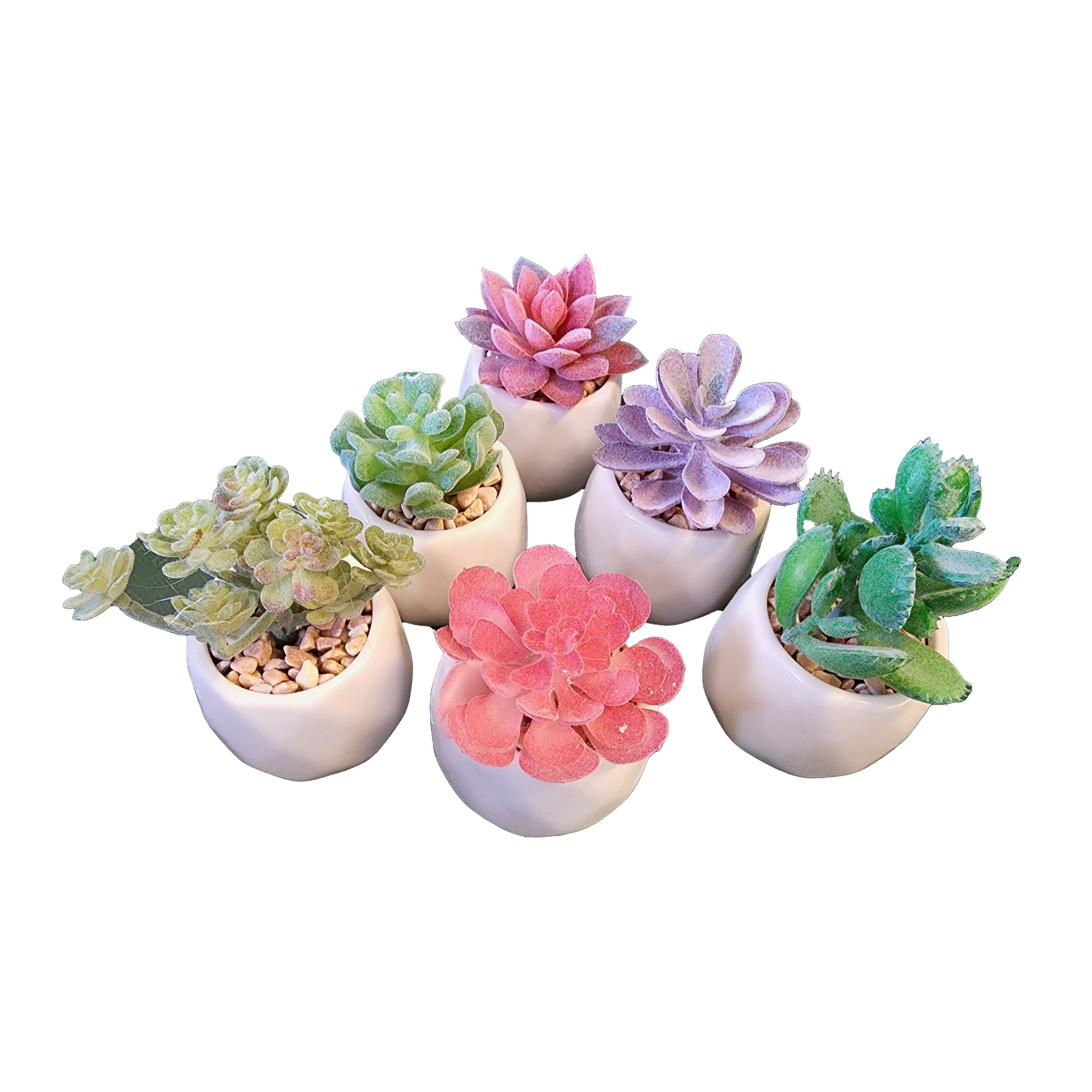 Plants