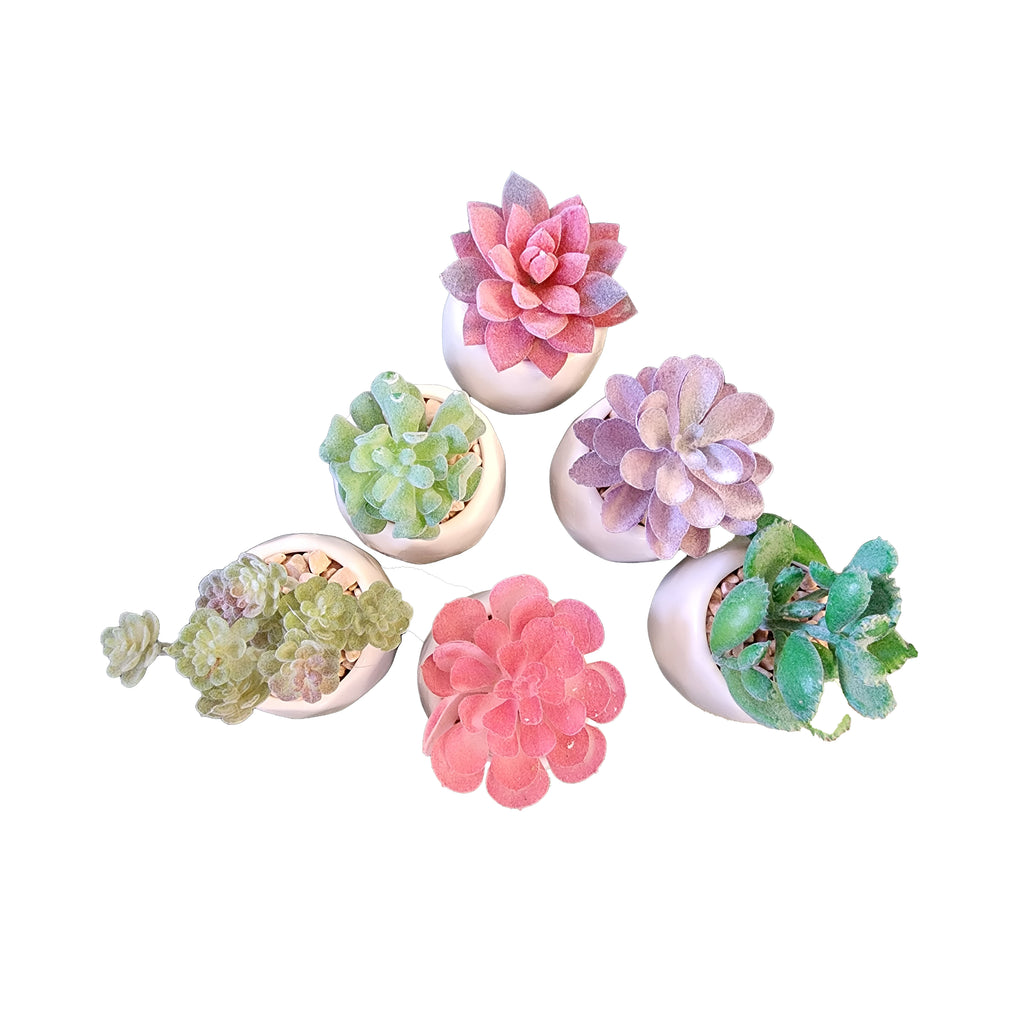 Plants
