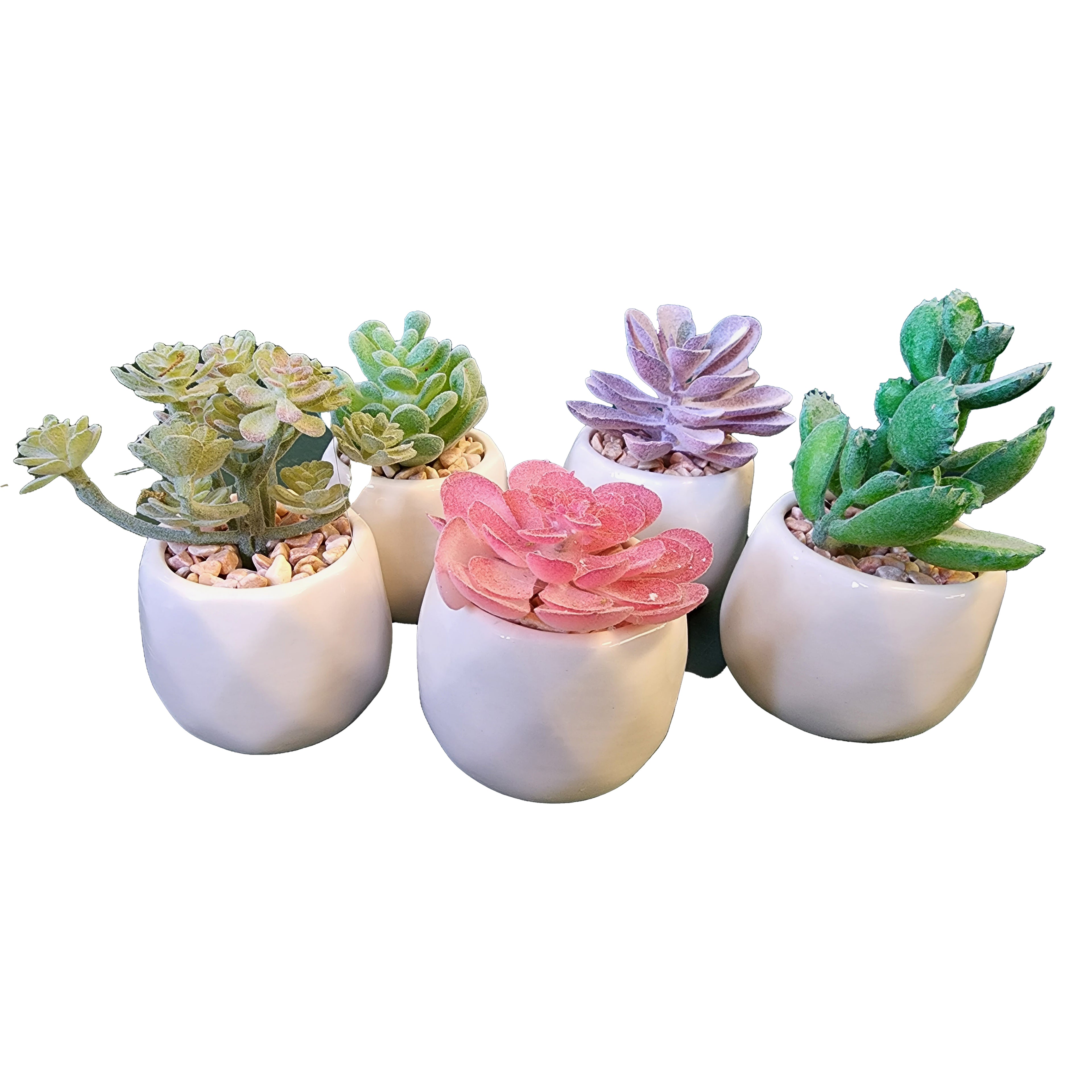 Plants