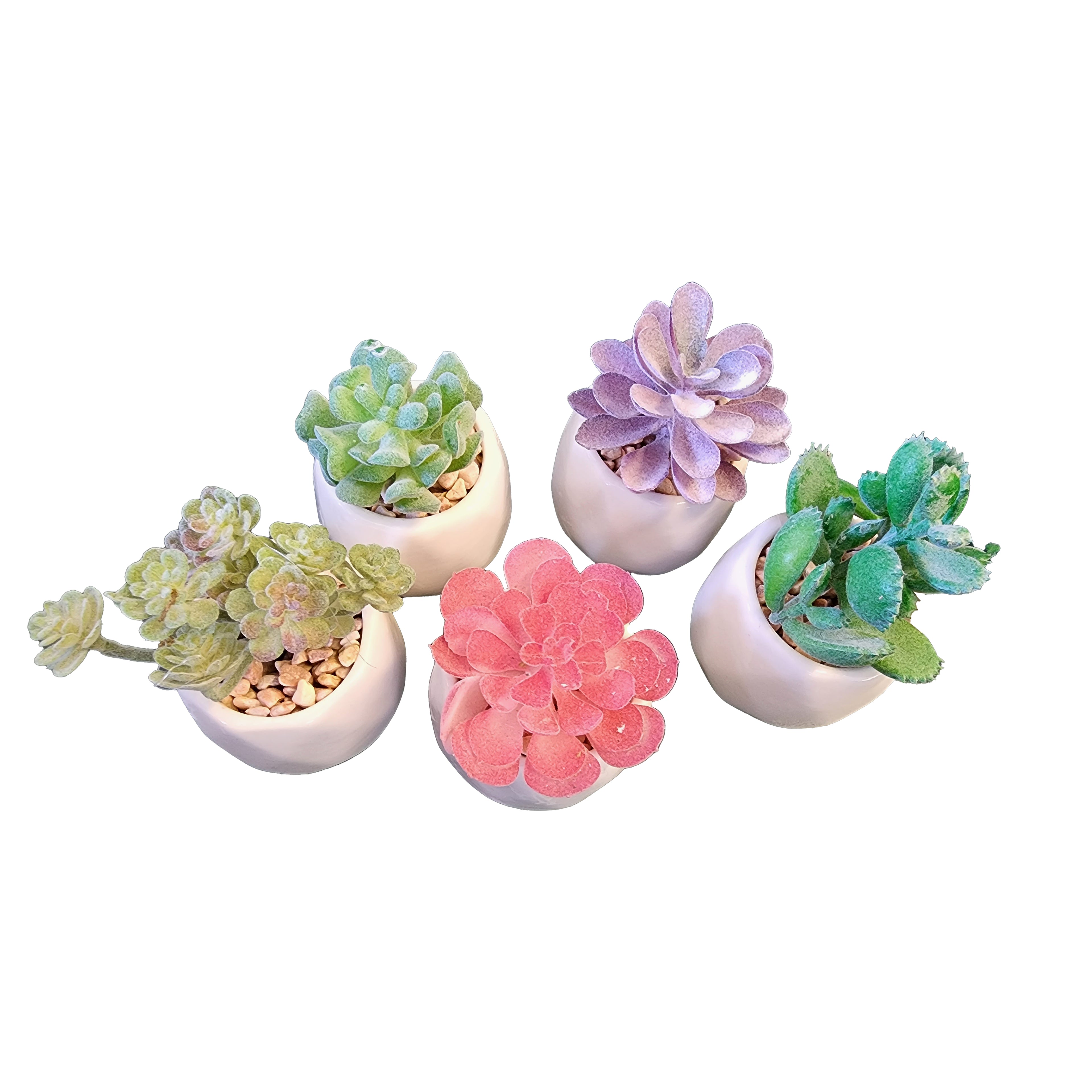 Plants