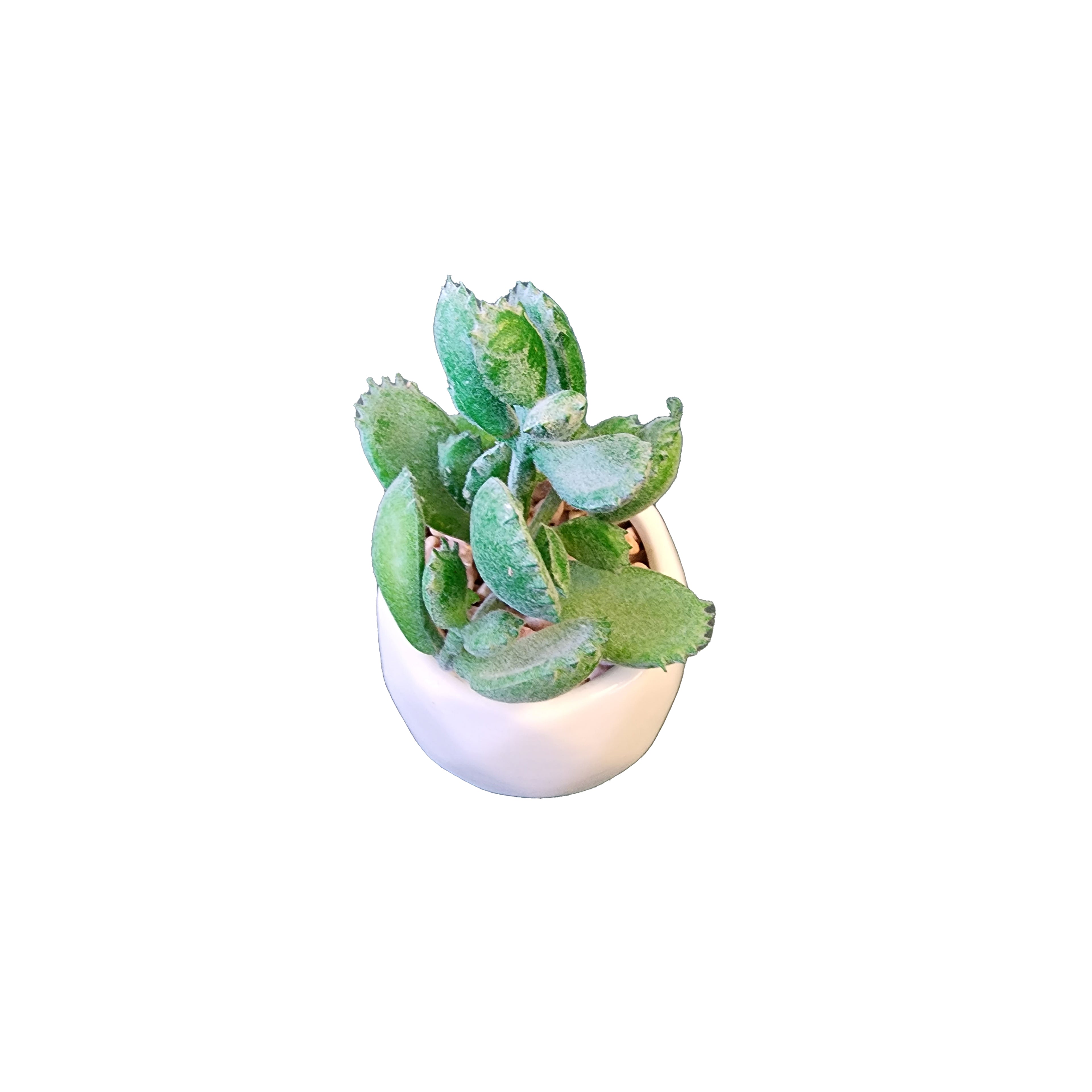 Plants