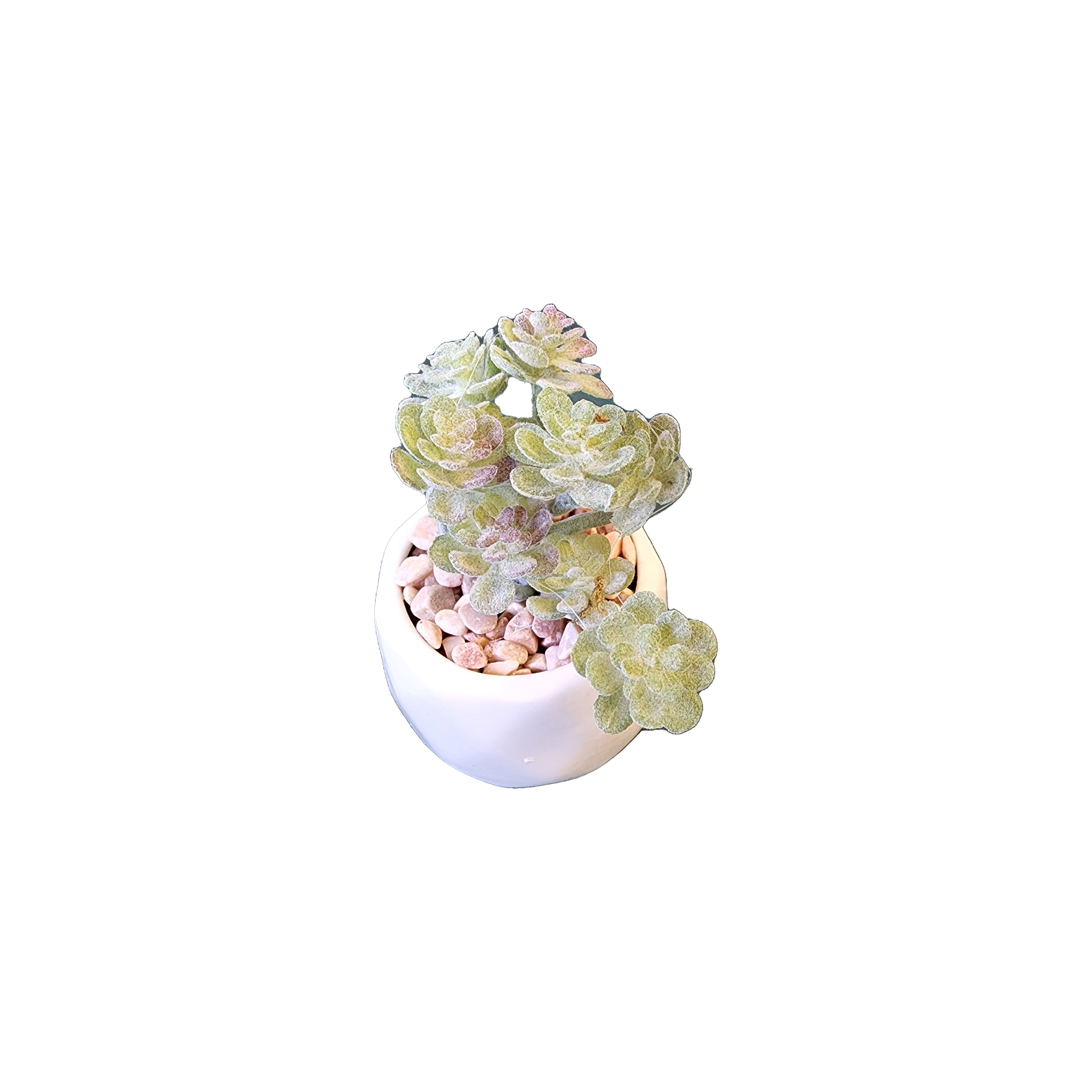 Plants