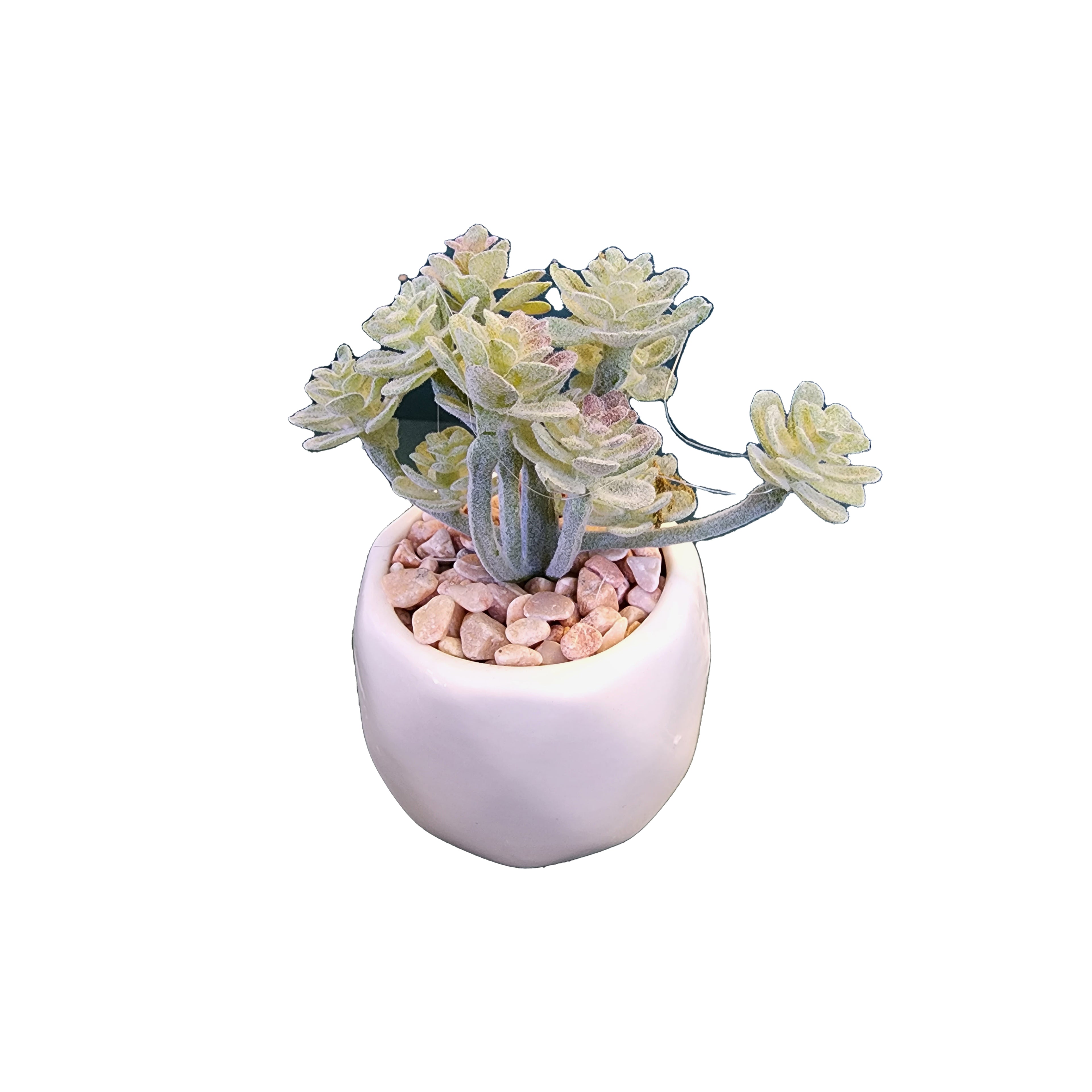 Plants