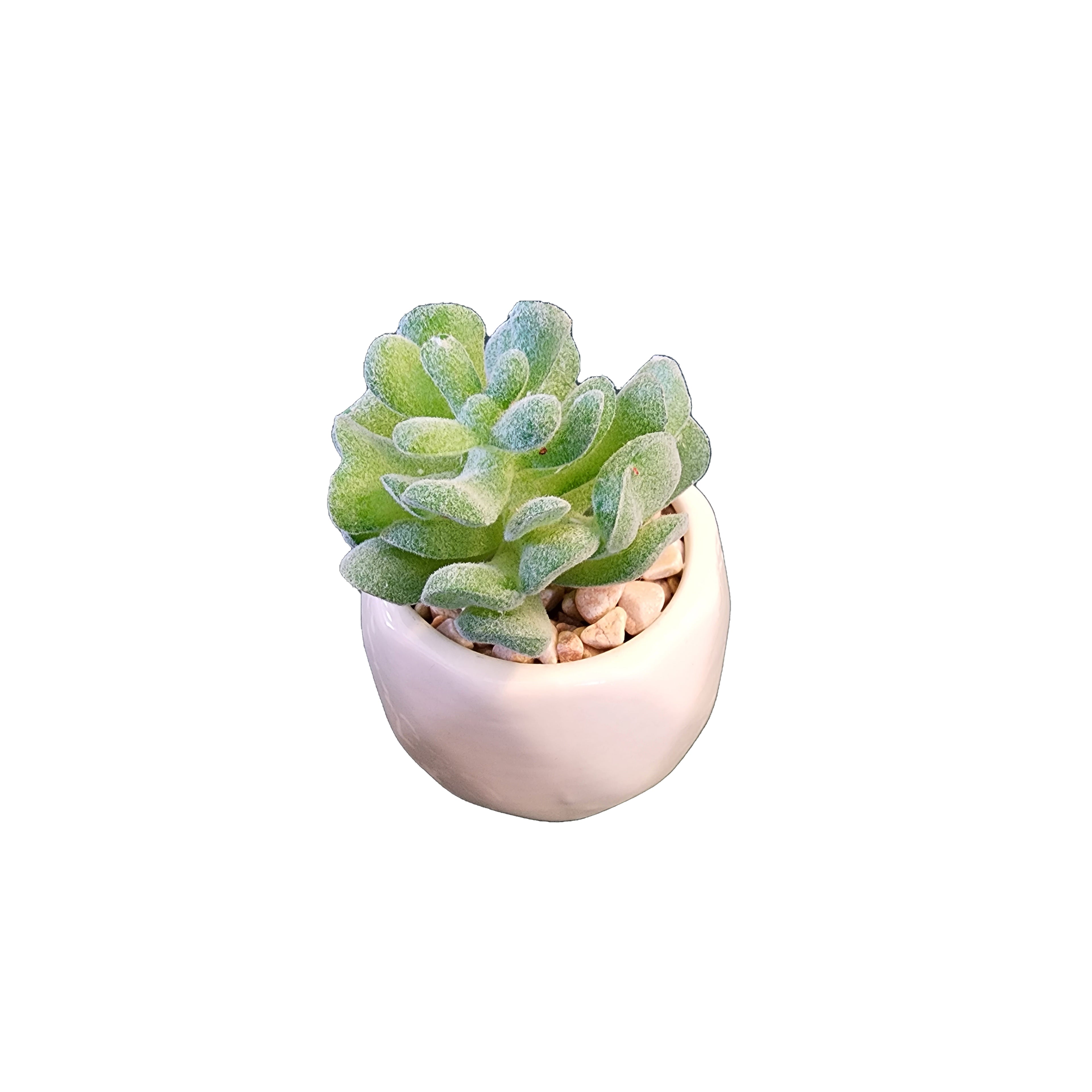 Plants