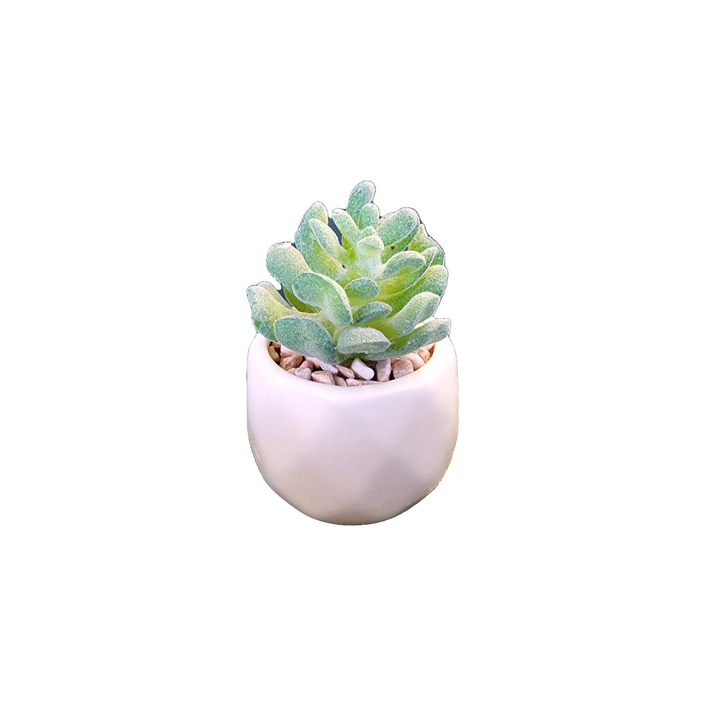 Plants