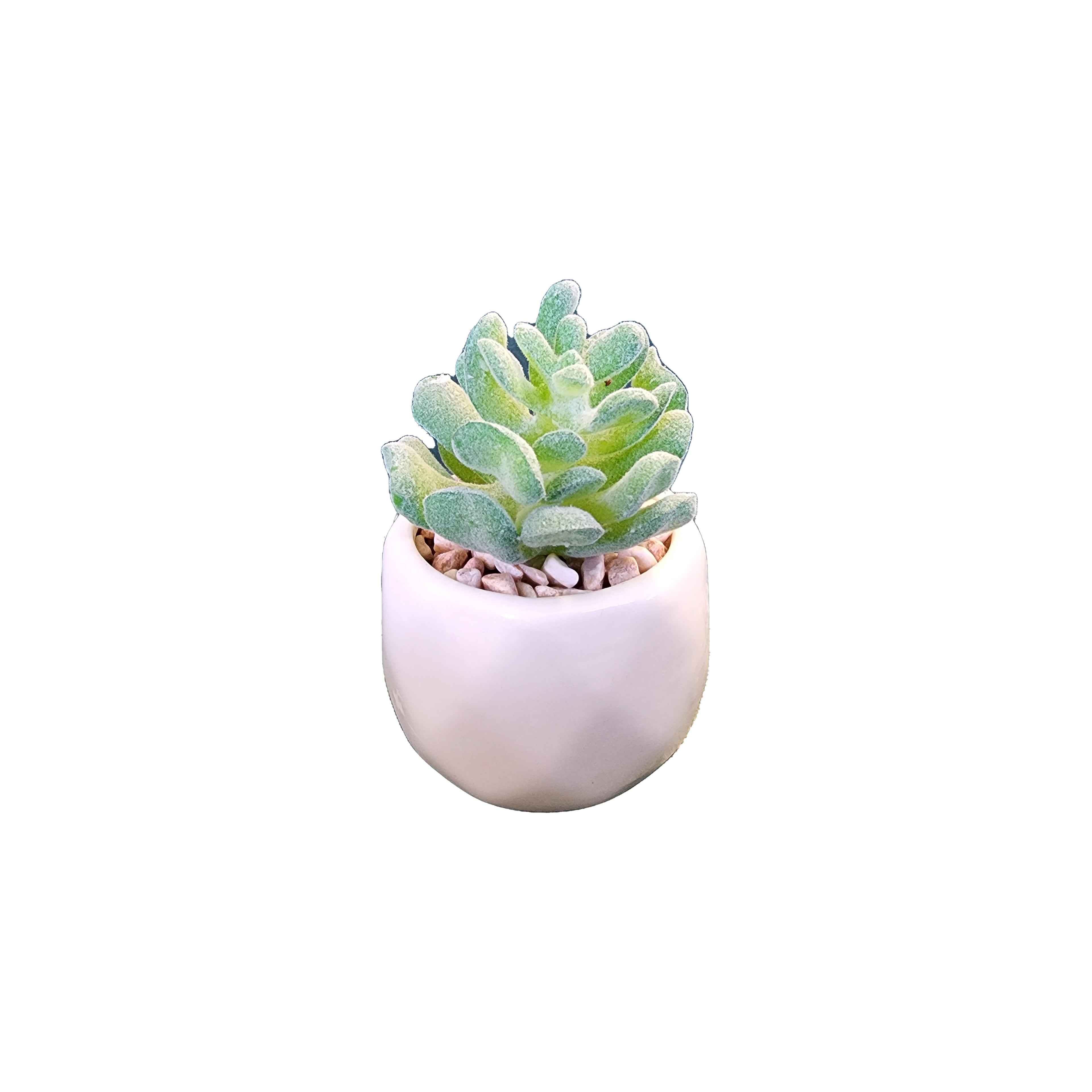 Plants